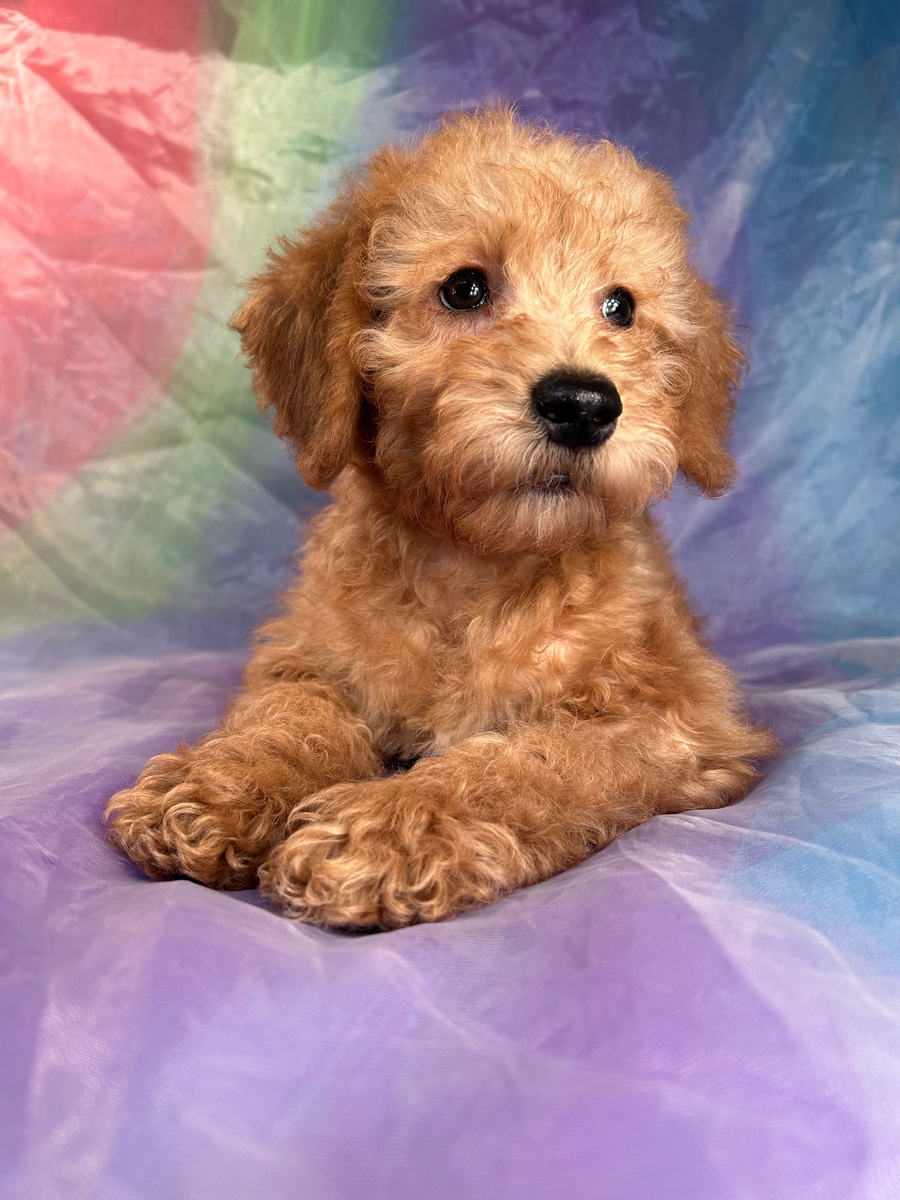 Male Schnoodle Puppy for Sale in Iowa, DOB 10-28-22